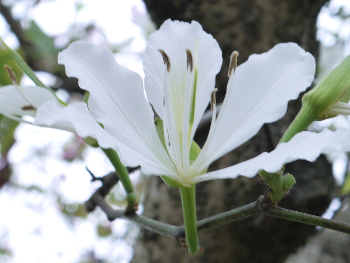 松下GF5拍紫荆花直出，老机不死