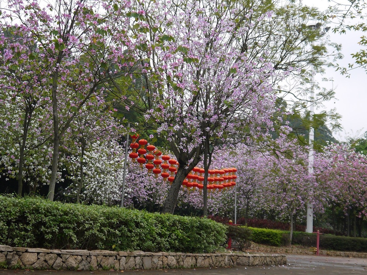 松下GF5拍紫荆花直出，老机不死