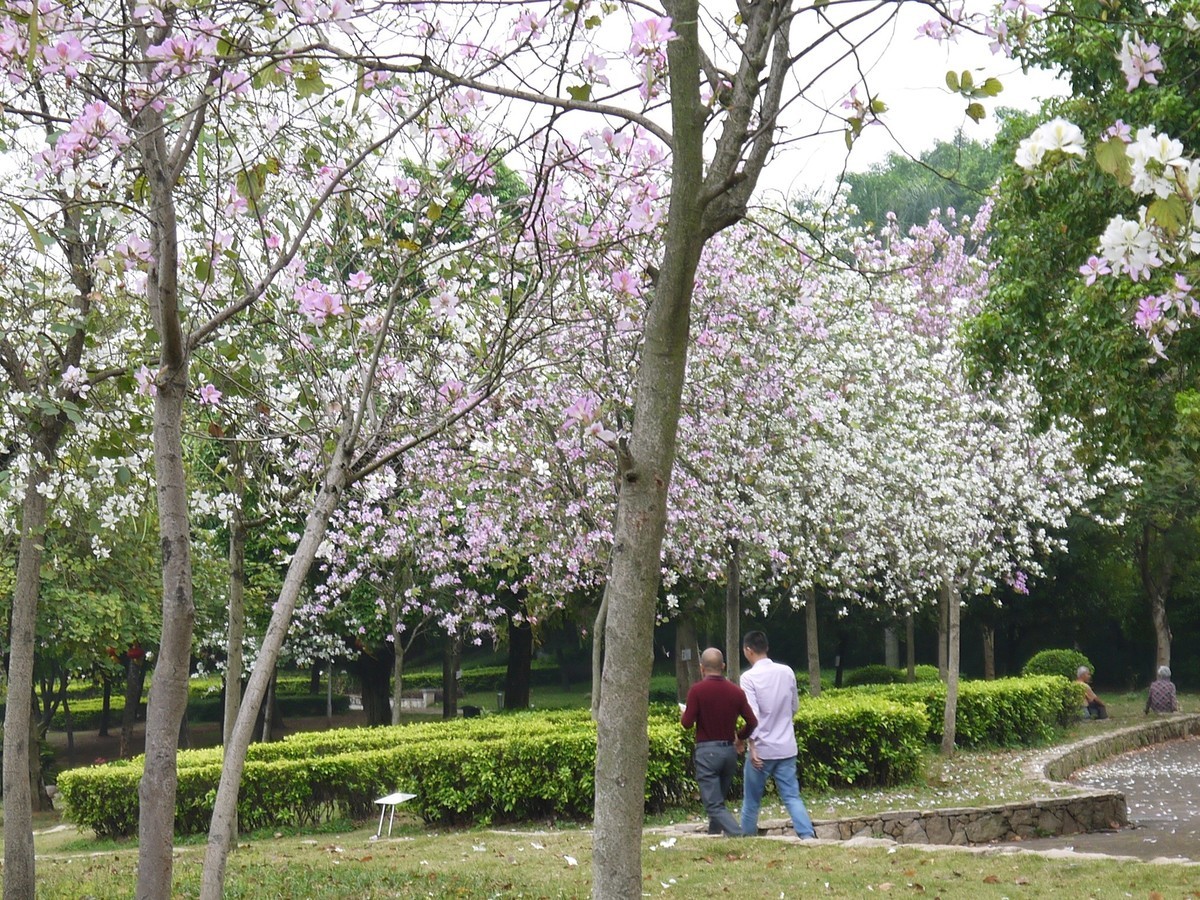 松下GF5拍紫荆花直出，老机不死