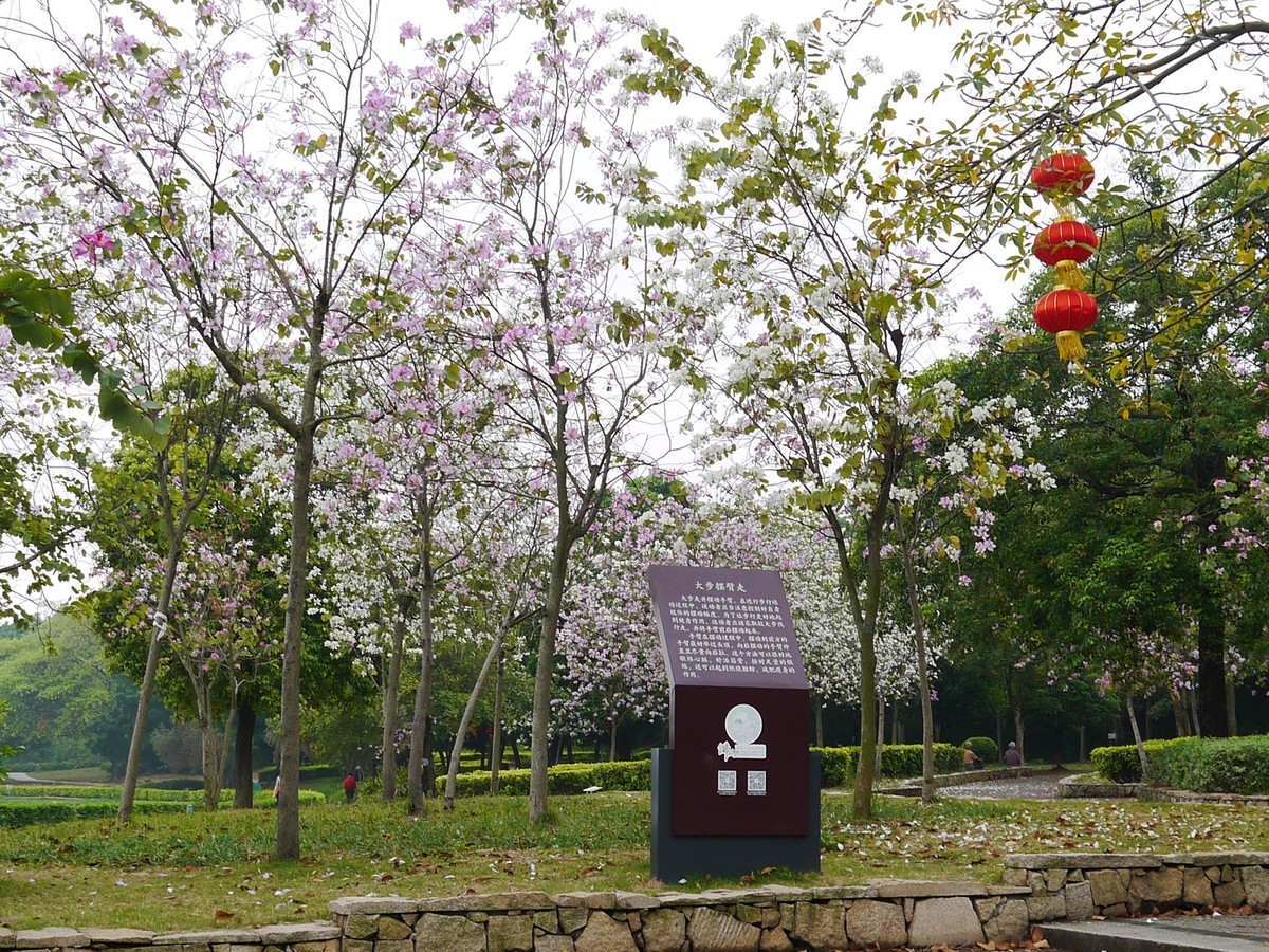 松下GF5拍紫荆花直出，老机不死