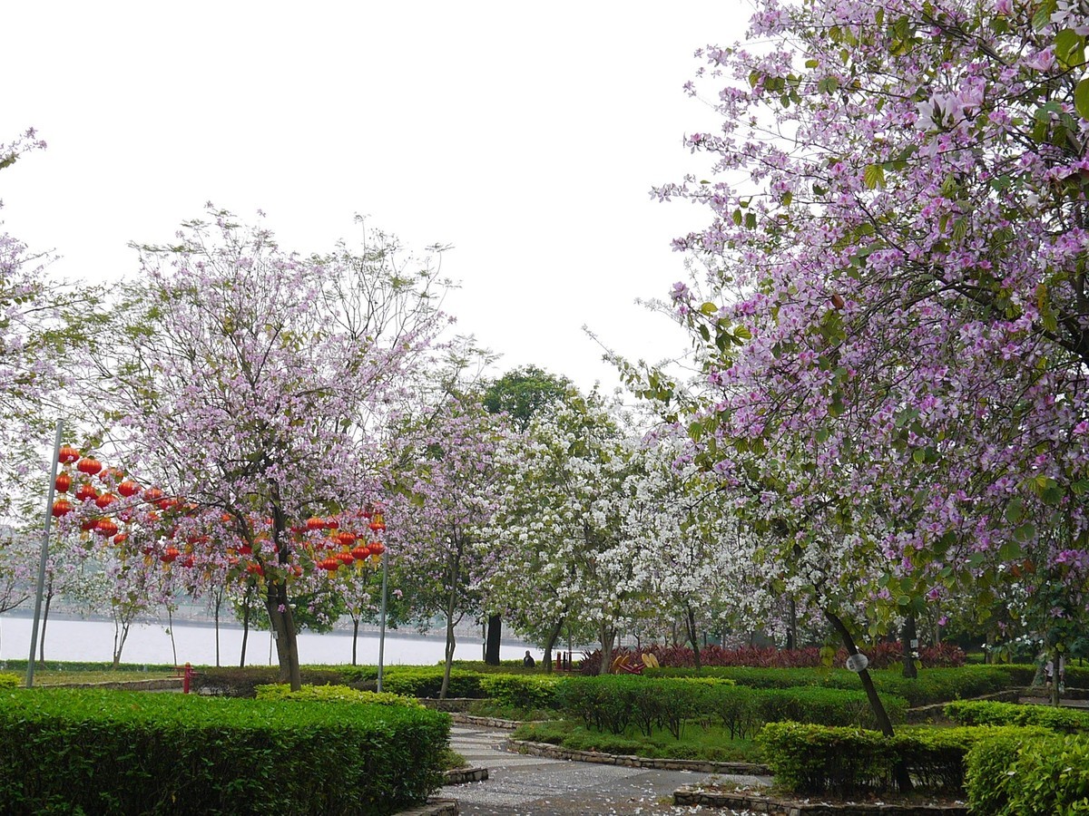 松下GF5拍紫荆花直出，老机不死