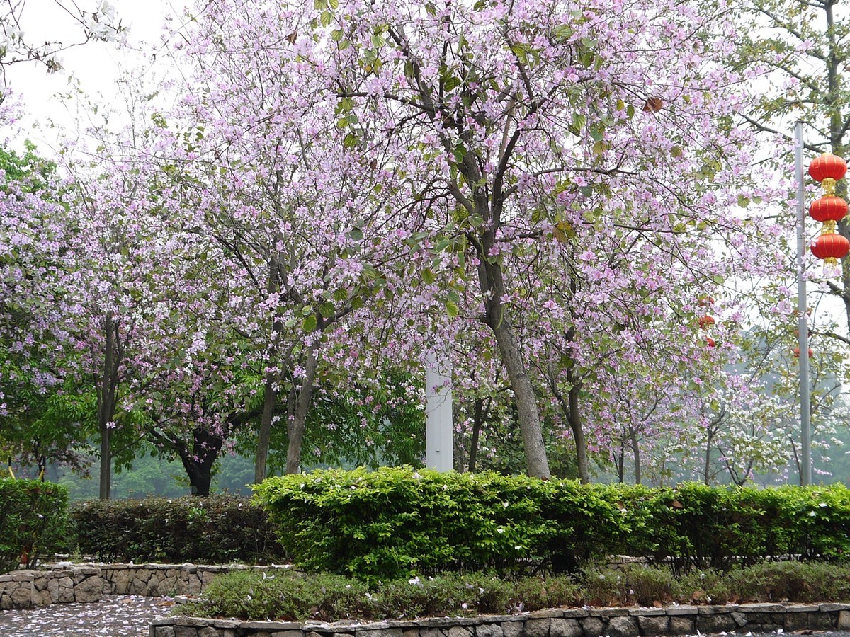 松下GF5拍紫荆花直出，老机不死