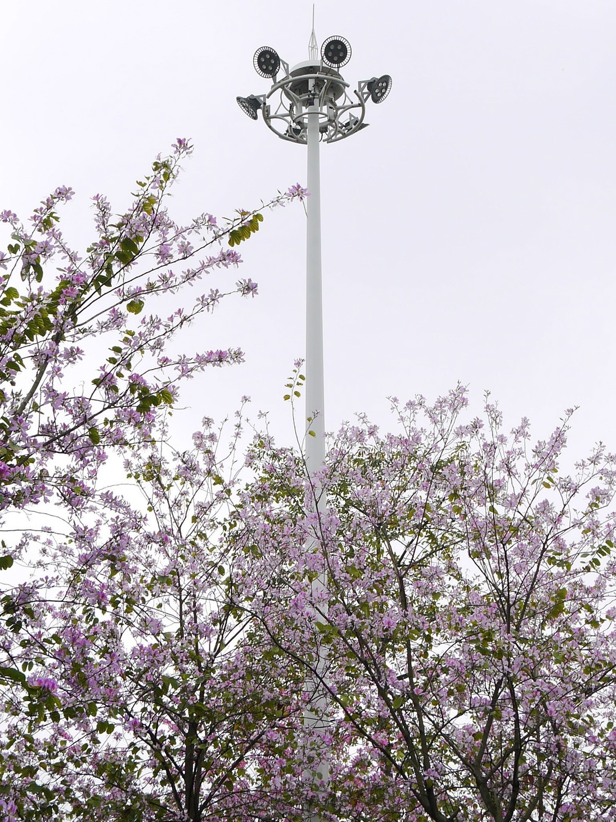 松下GF5拍紫荆花直出，老机不死