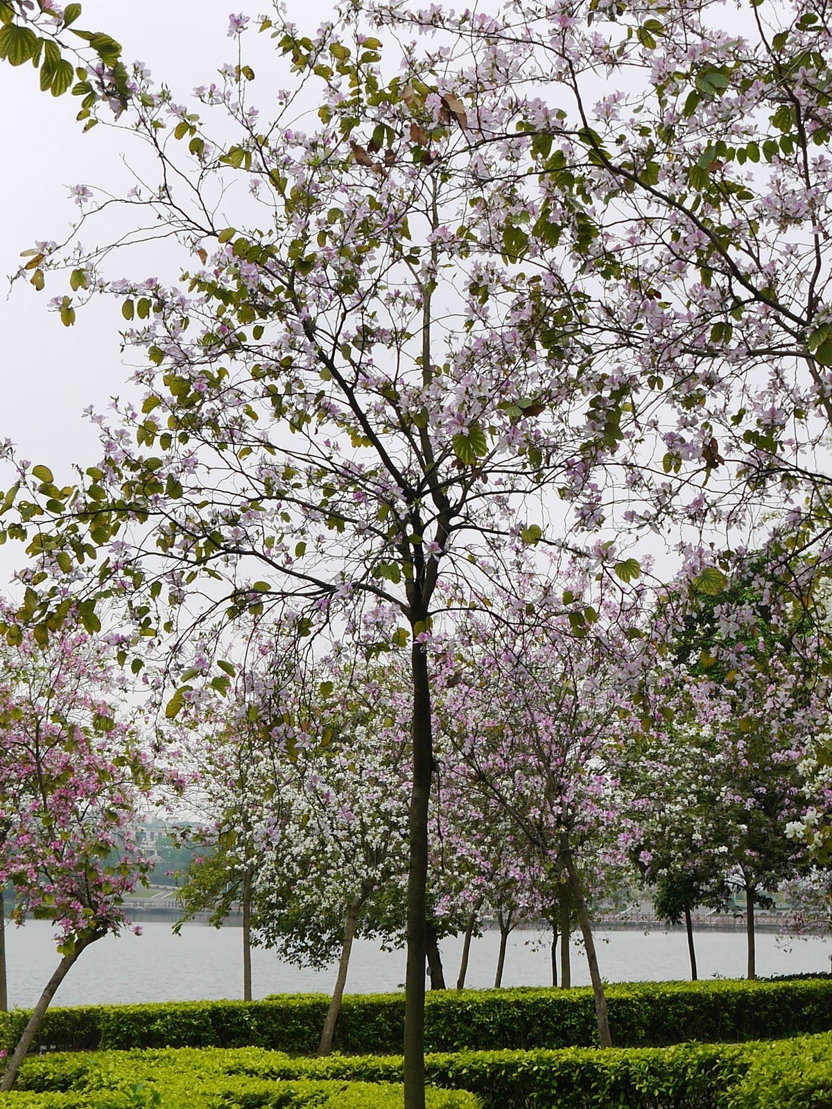 松下GF5拍紫荆花直出，老机不死