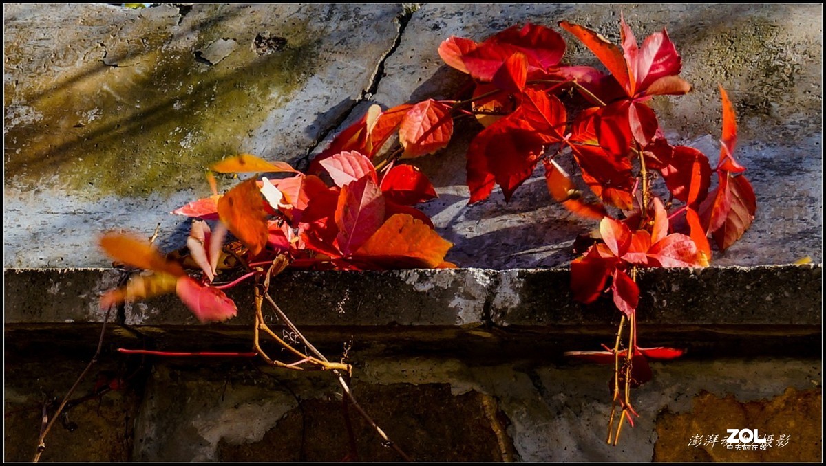 #ZOL月赛晒秋# 金色圆明园之浓墨重彩 二