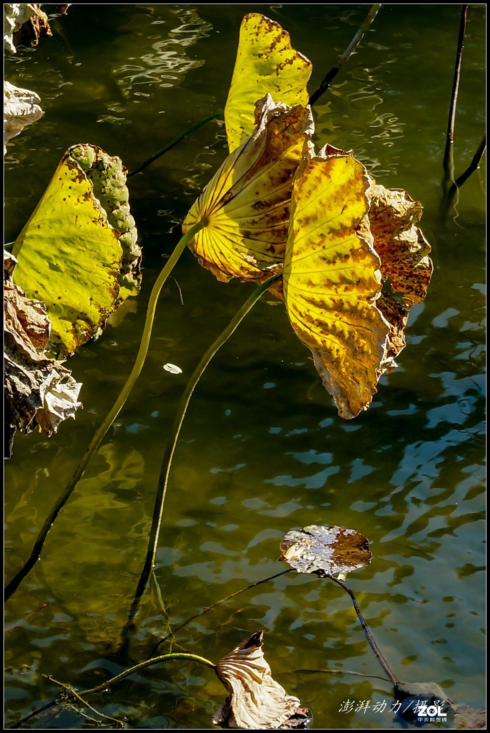 #ZOL月赛晒秋# 金色圆明园之浓墨重彩 二