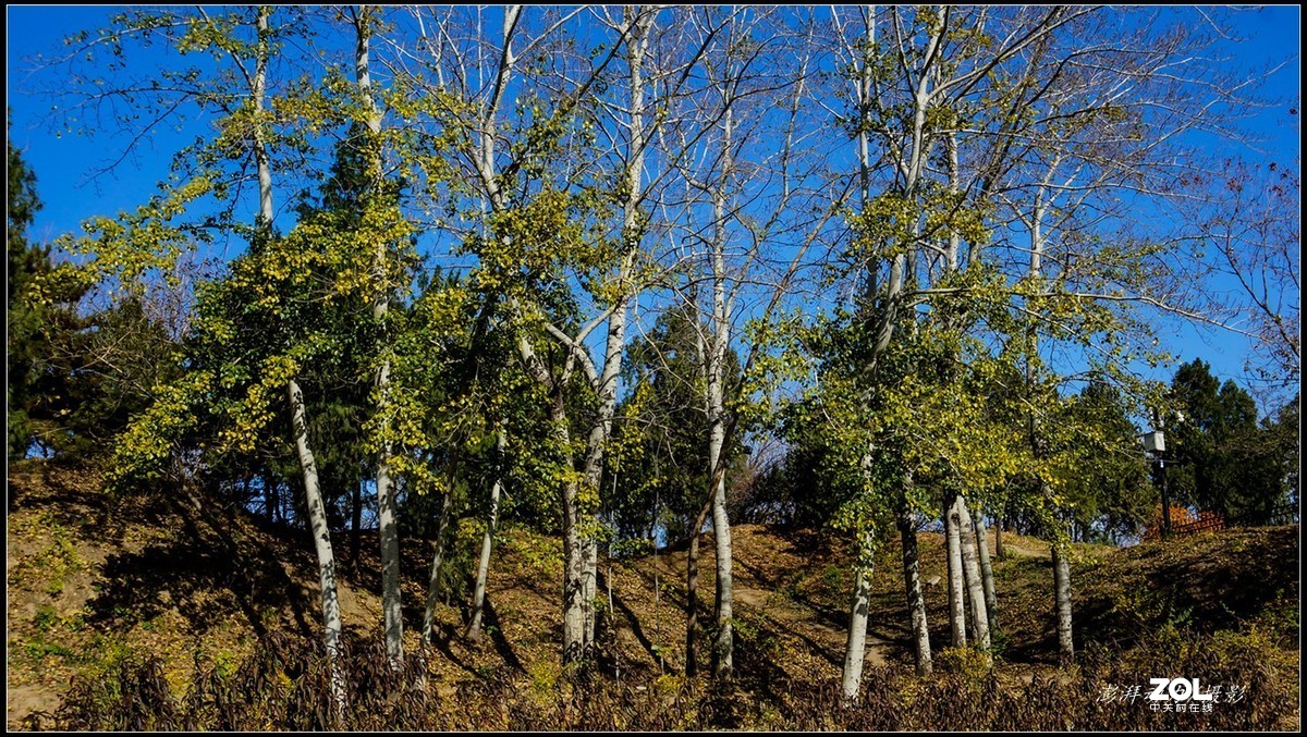 #ZOL月赛晒秋# 金色圆明园之浓墨重彩 二