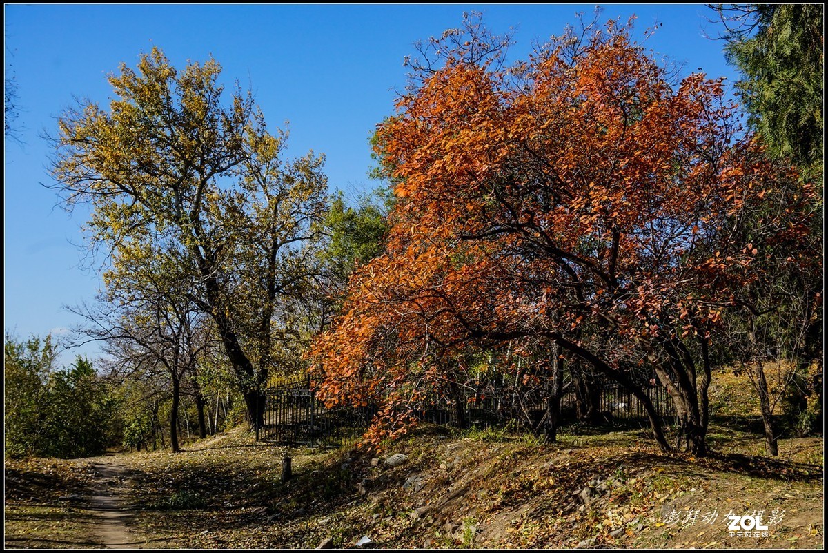 #ZOL月赛晒秋# 金色圆明园之浓墨重彩 二