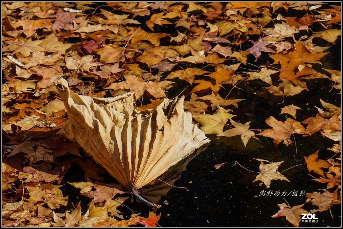 #ZOL月赛晒秋# 金色圆明园之浓墨重彩 三