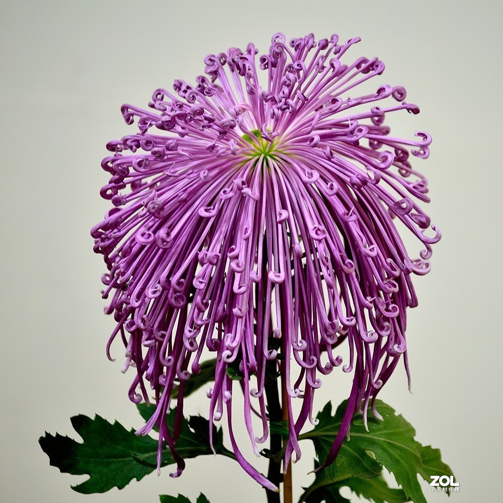 #版主坐堂#小五星空(中国)2019年十一月精品荟萃