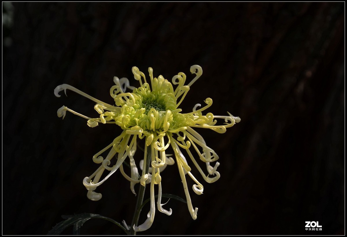 #版主坐堂#小五星空(中国)2019年十一月精品荟萃