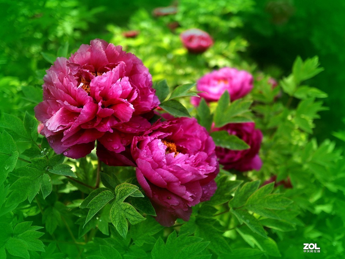 #版主坐堂#小五星空(中国)2019年十一月精品荟萃