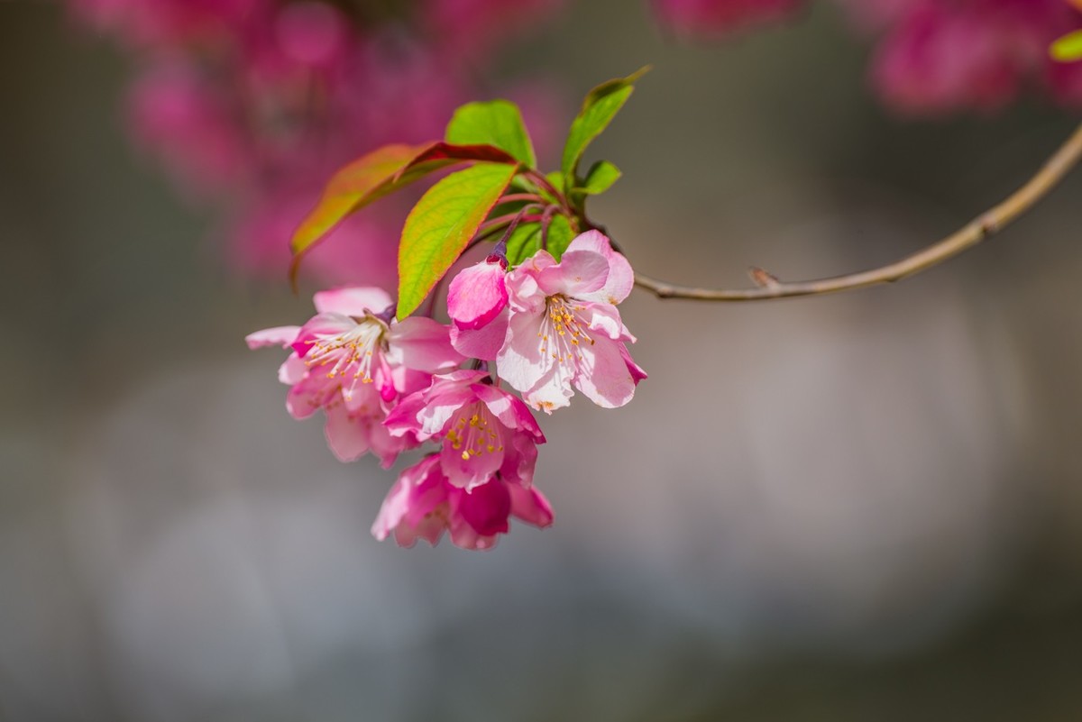 渴望春天海棠花