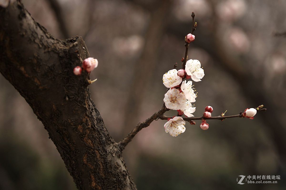 梅花