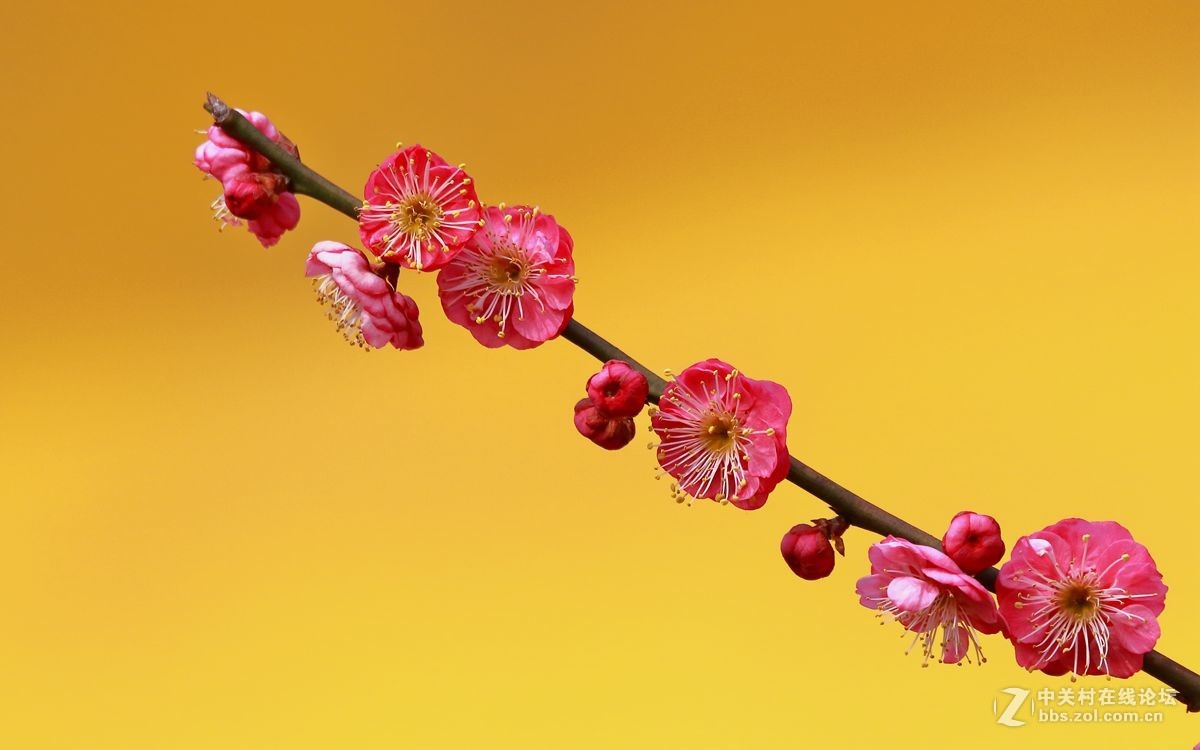 一组梅花