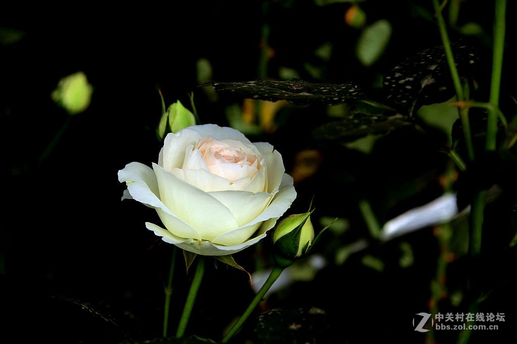 170928-小区月季花-5