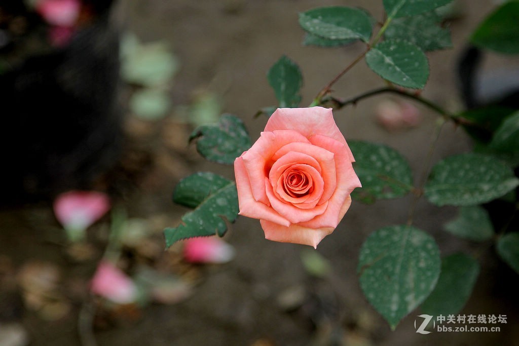 170928-小区月季花-5