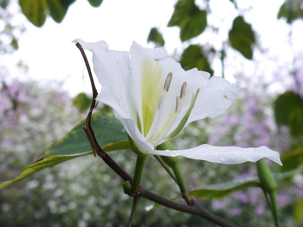 松下GF5拍紫荆花直出，老机不死