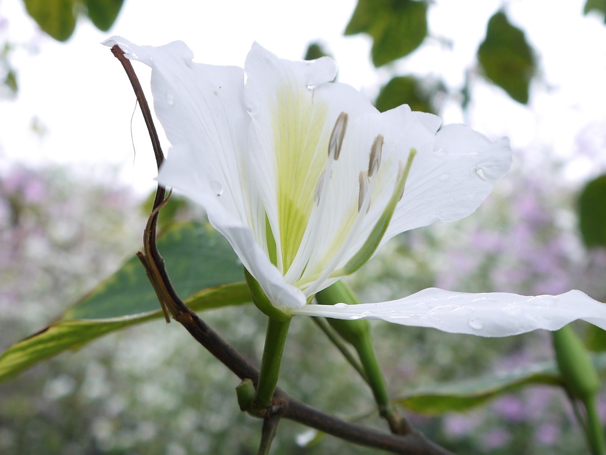 松下GF5拍紫荆花直出，老机不死