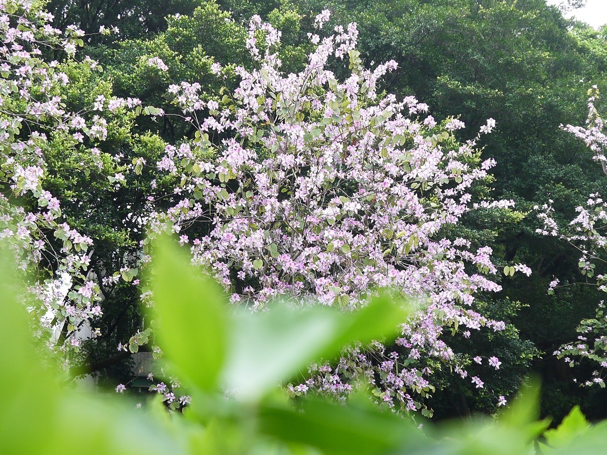 松下GF5拍紫荆花直出，老机不死