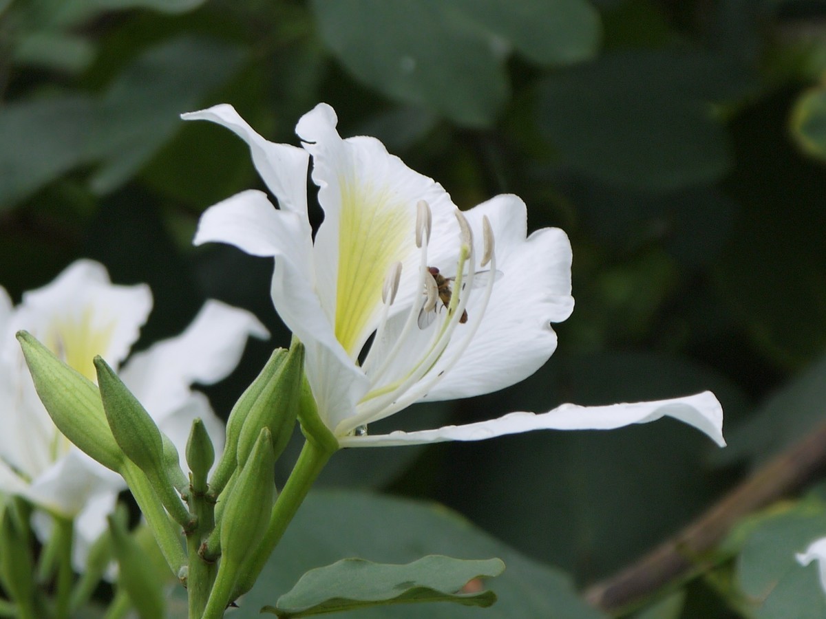 松下GF5拍紫荆花直出，老机不死