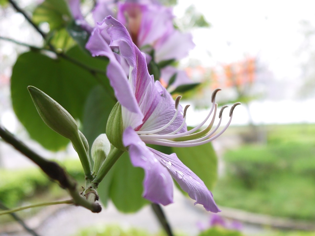 松下GF5拍紫荆花直出，老机不死