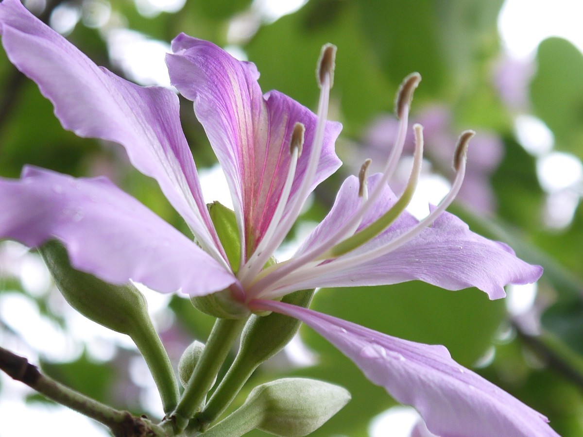 松下GF5拍紫荆花直出，老机不死