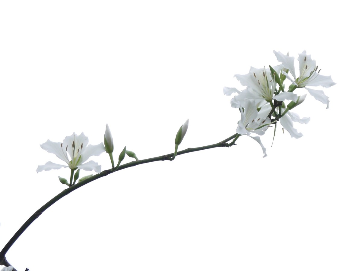 松下GF5拍紫荆花直出，老机不死