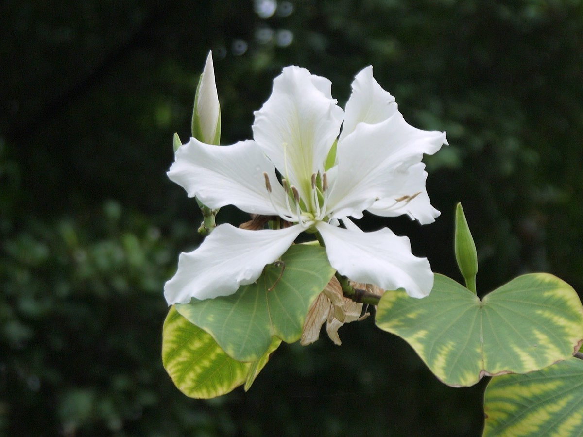 松下GF5拍紫荆花直出，老机不死
