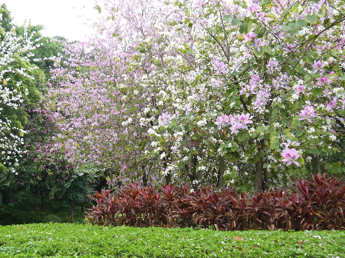 松下GF5拍紫荆花直出，老机不死