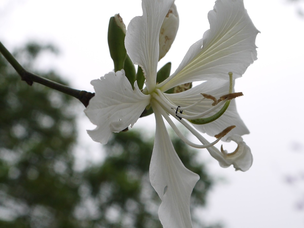 松下GF5拍紫荆花直出，老机不死