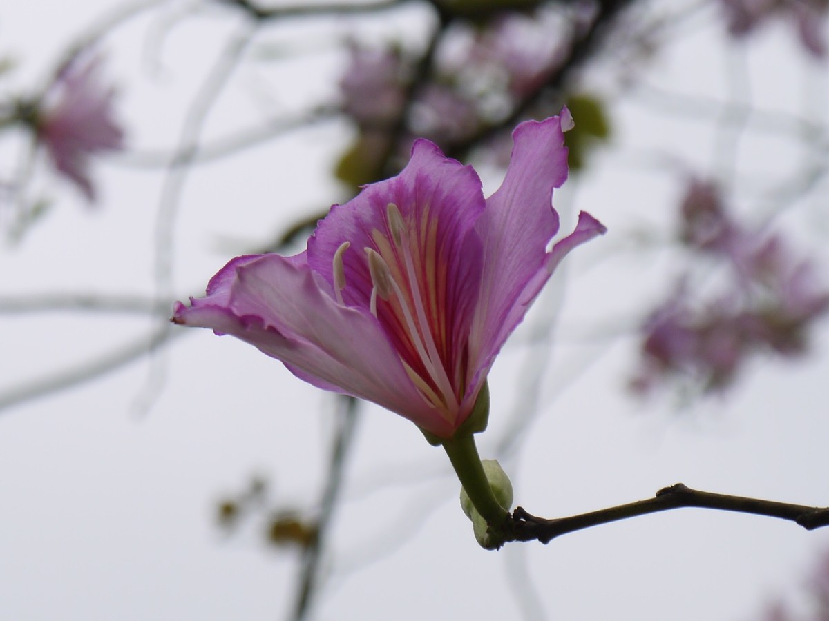 松下GF5拍紫荆花直出，老机不死