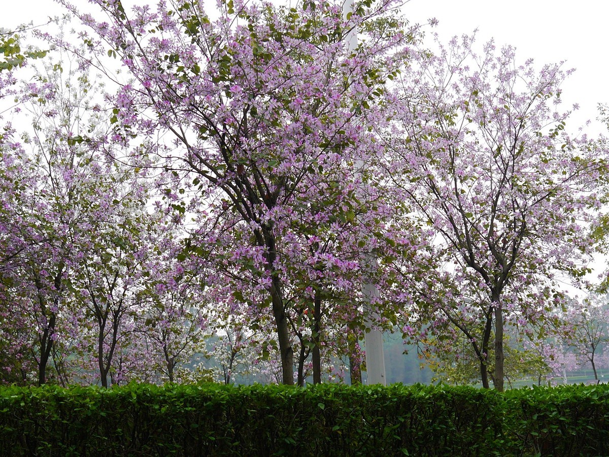 松下GF5拍紫荆花直出，老机不死