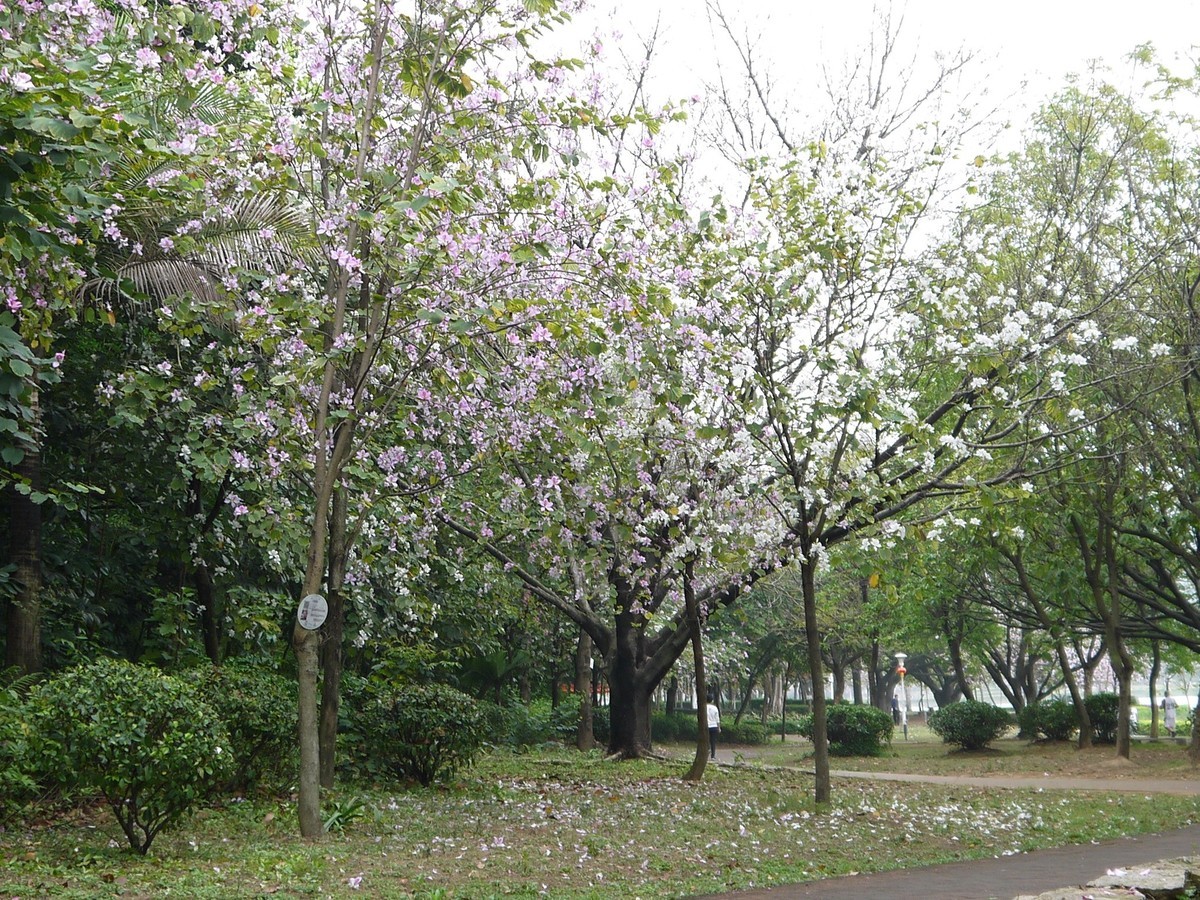 松下GF5拍紫荆花直出，老机不死