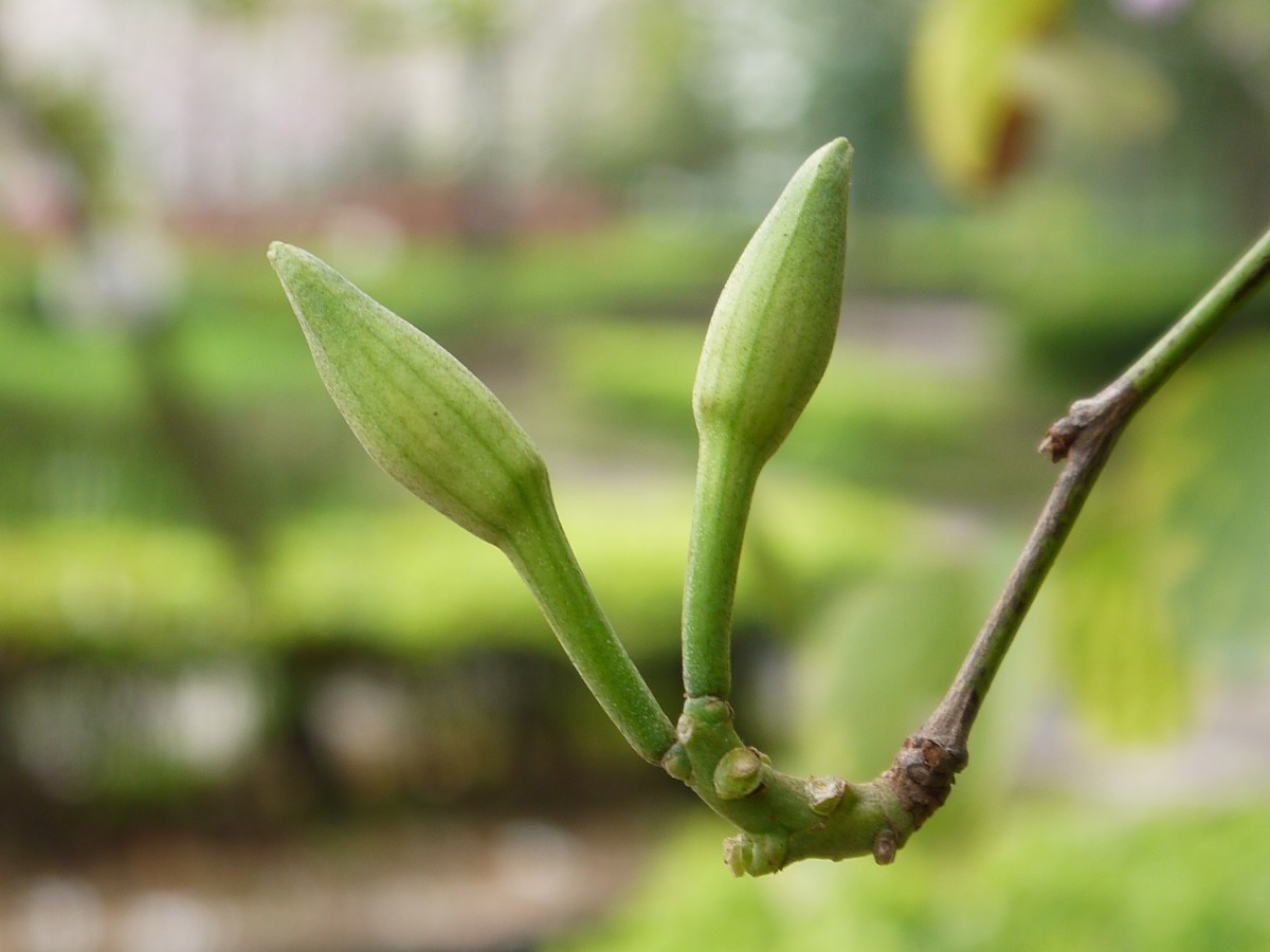 松下GF5拍紫荆花直出，老机不死