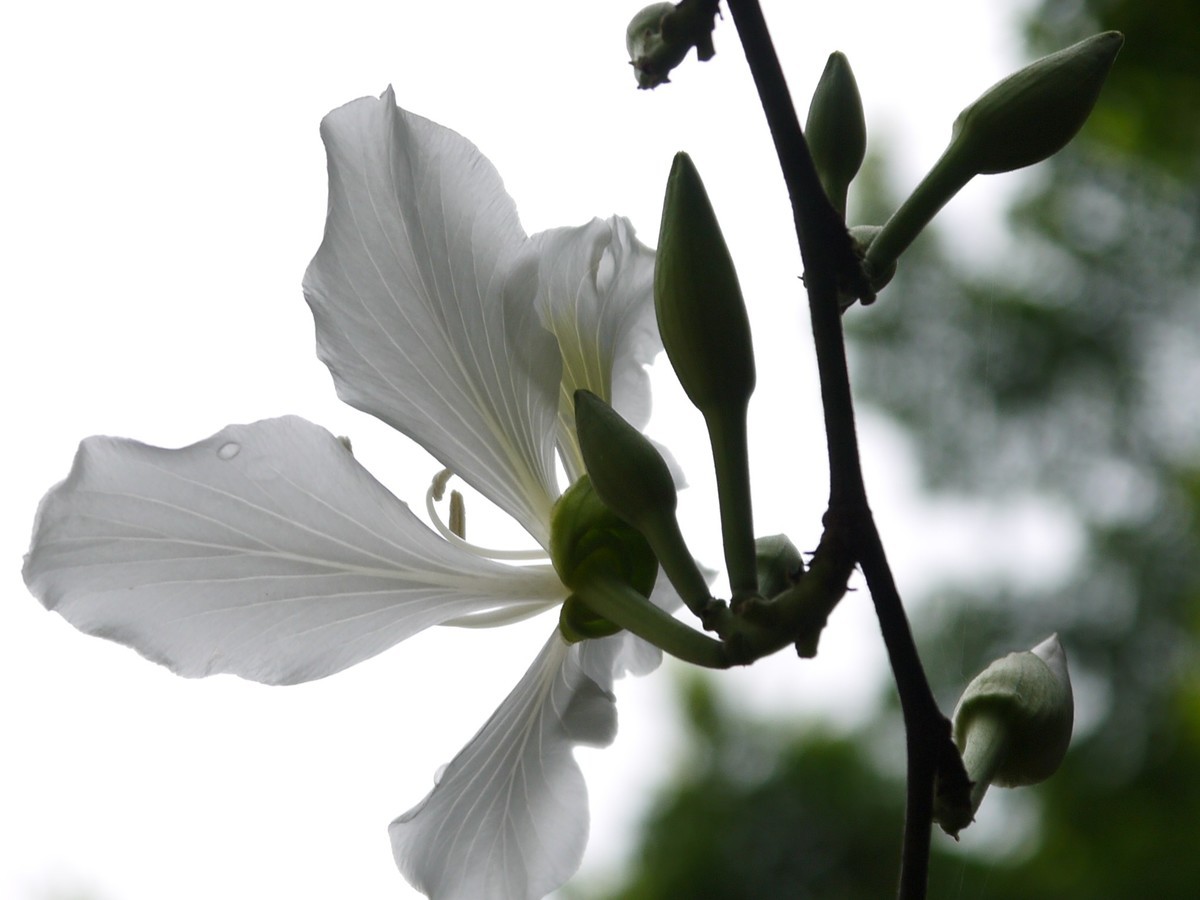 松下GF5拍紫荆花直出，老机不死