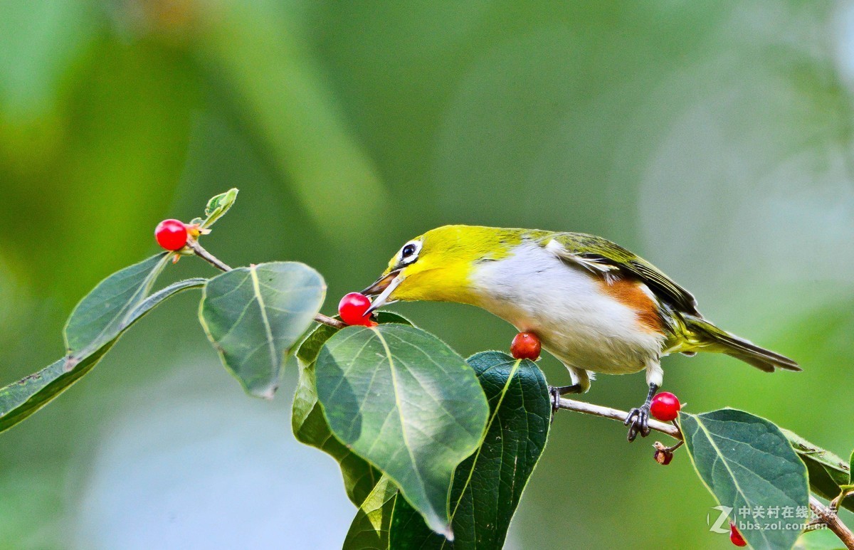 红肋绣眼鸟-兰州鸟类-图片