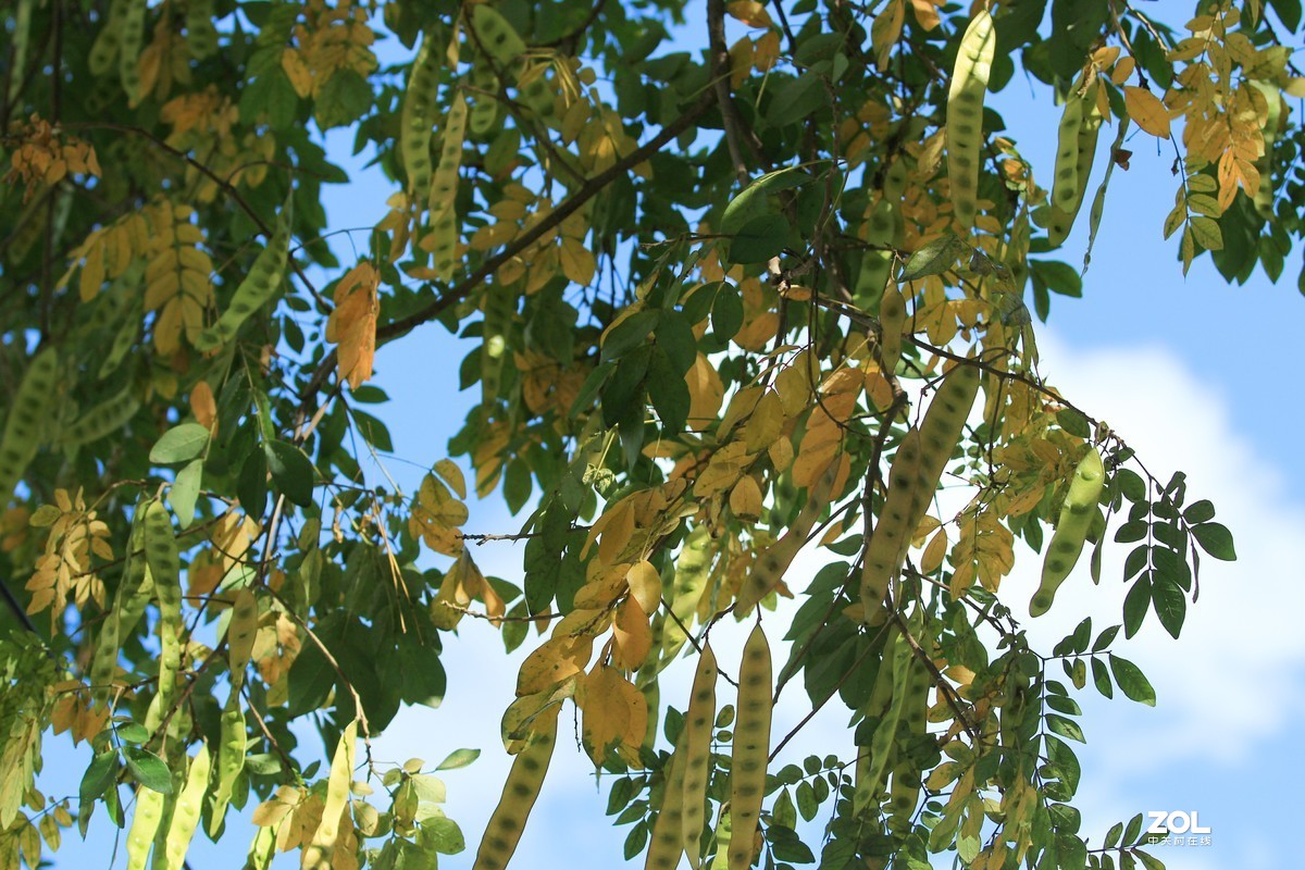 皂荚果5