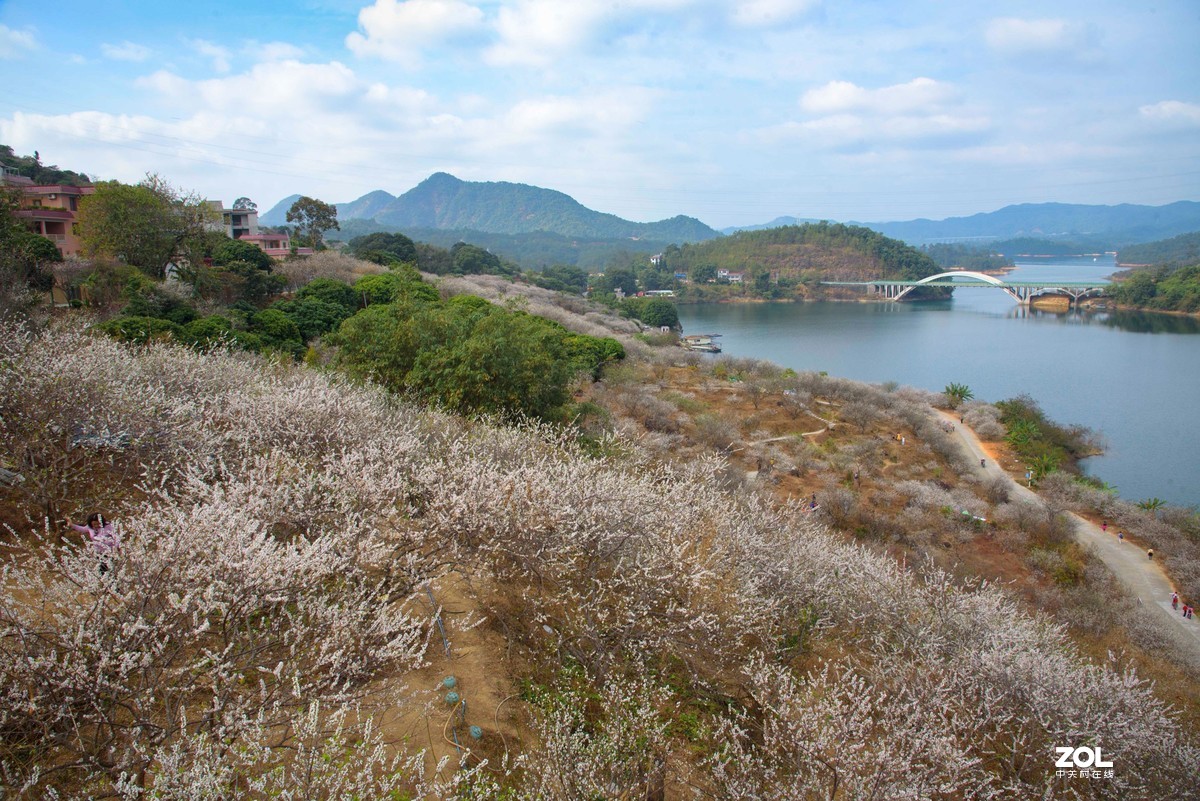 流溪河畔香雪浓
