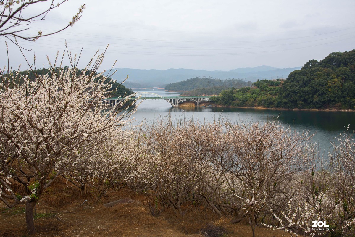 流溪河畔香雪浓