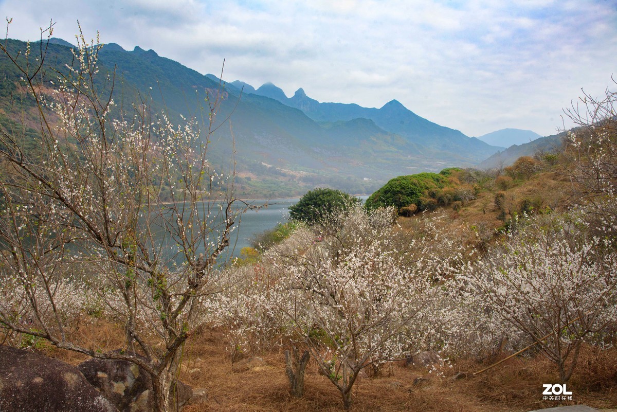 流溪河畔香雪浓