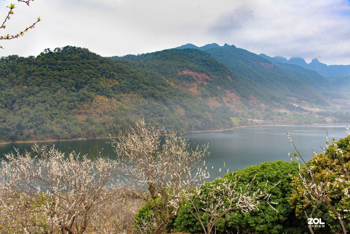 流溪河畔香雪浓