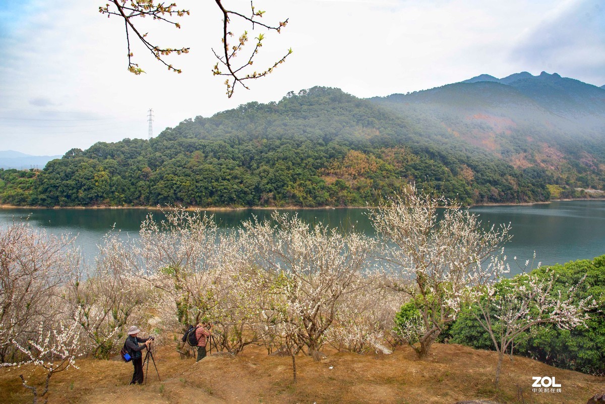 流溪河畔香雪浓