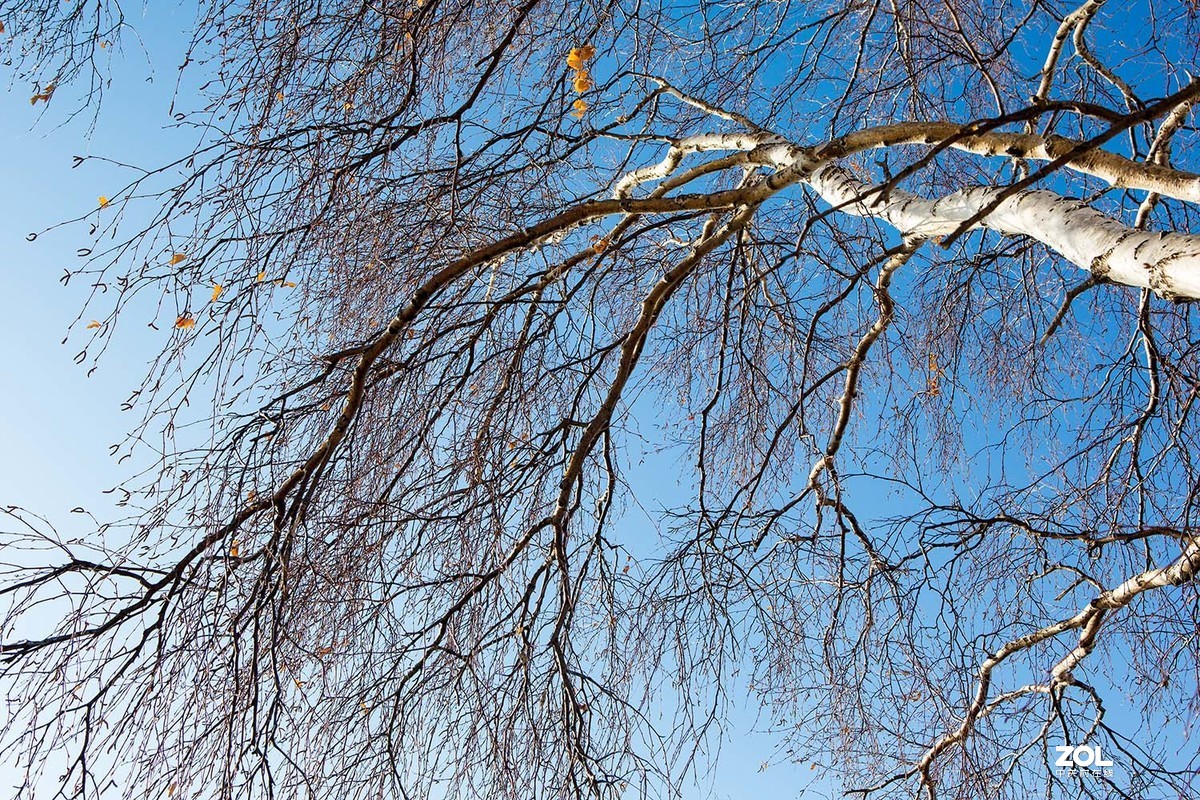 玉树琼枝映蓝天