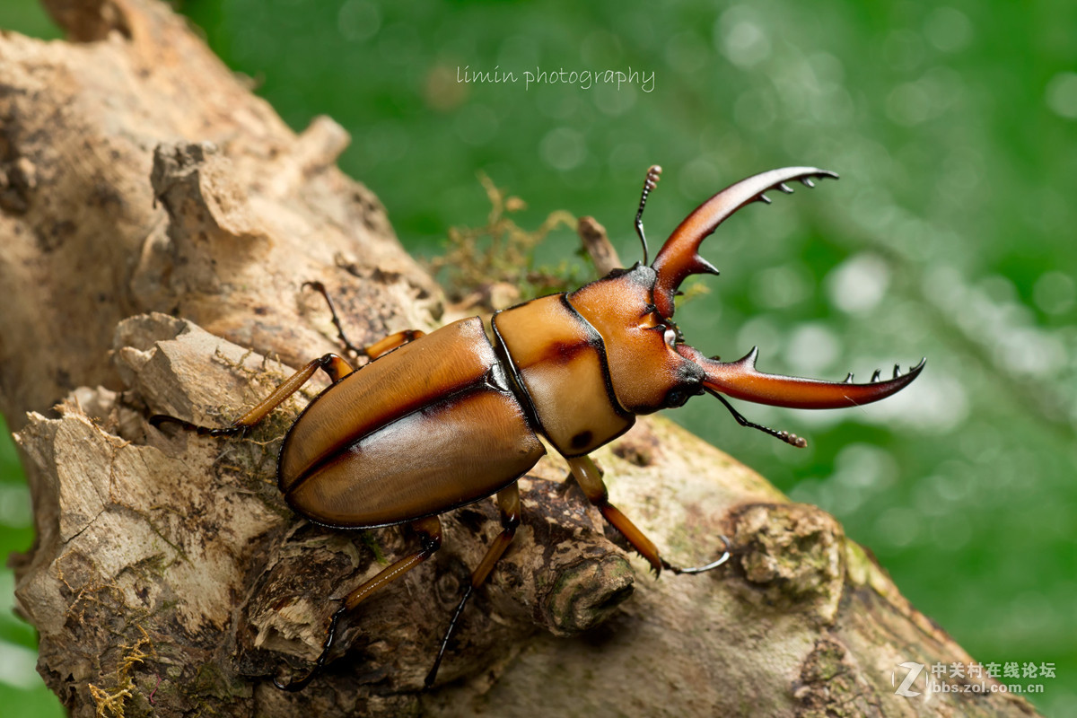 两点赤锯锹形虫