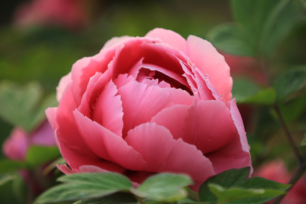 百花之王、富贵牡丹
