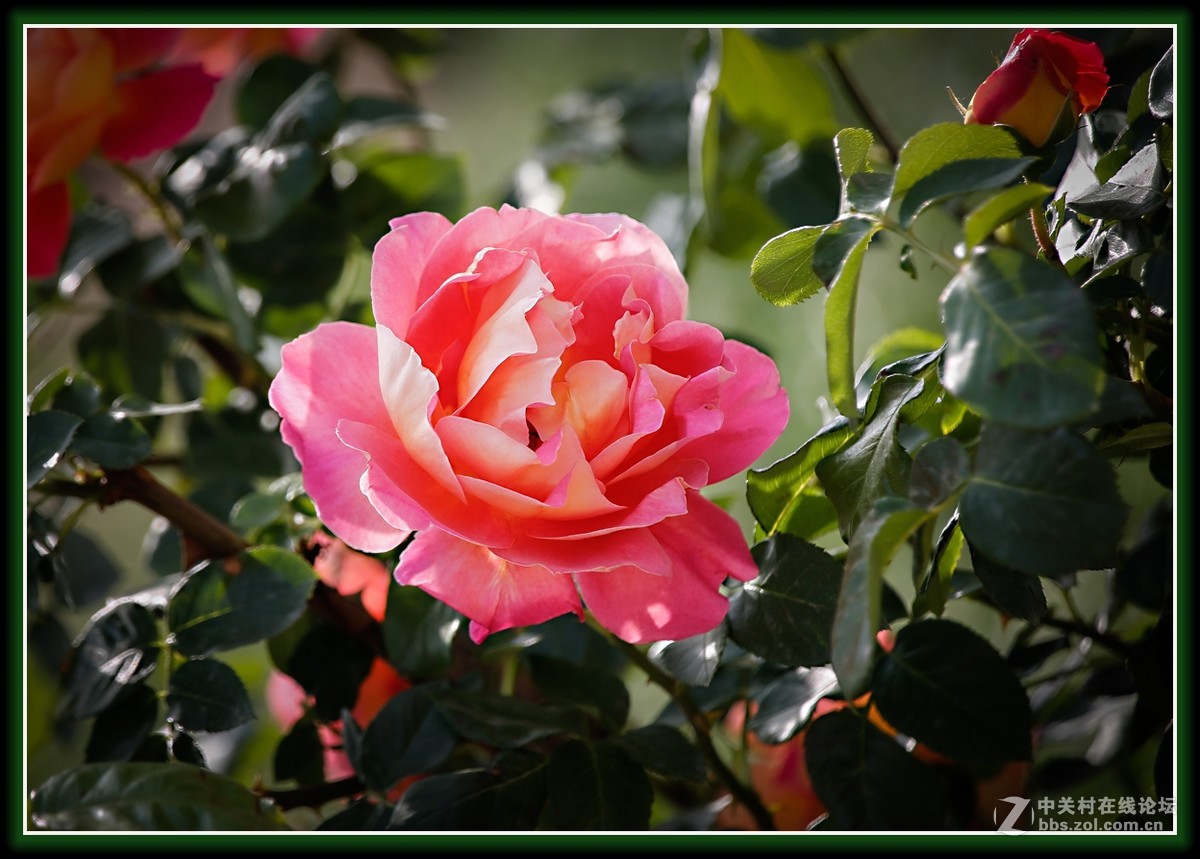 月季花金背大红