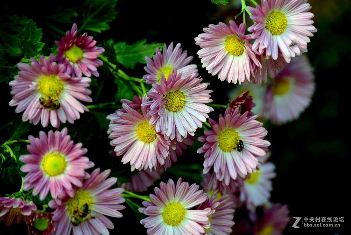 立冬后的小朵菊