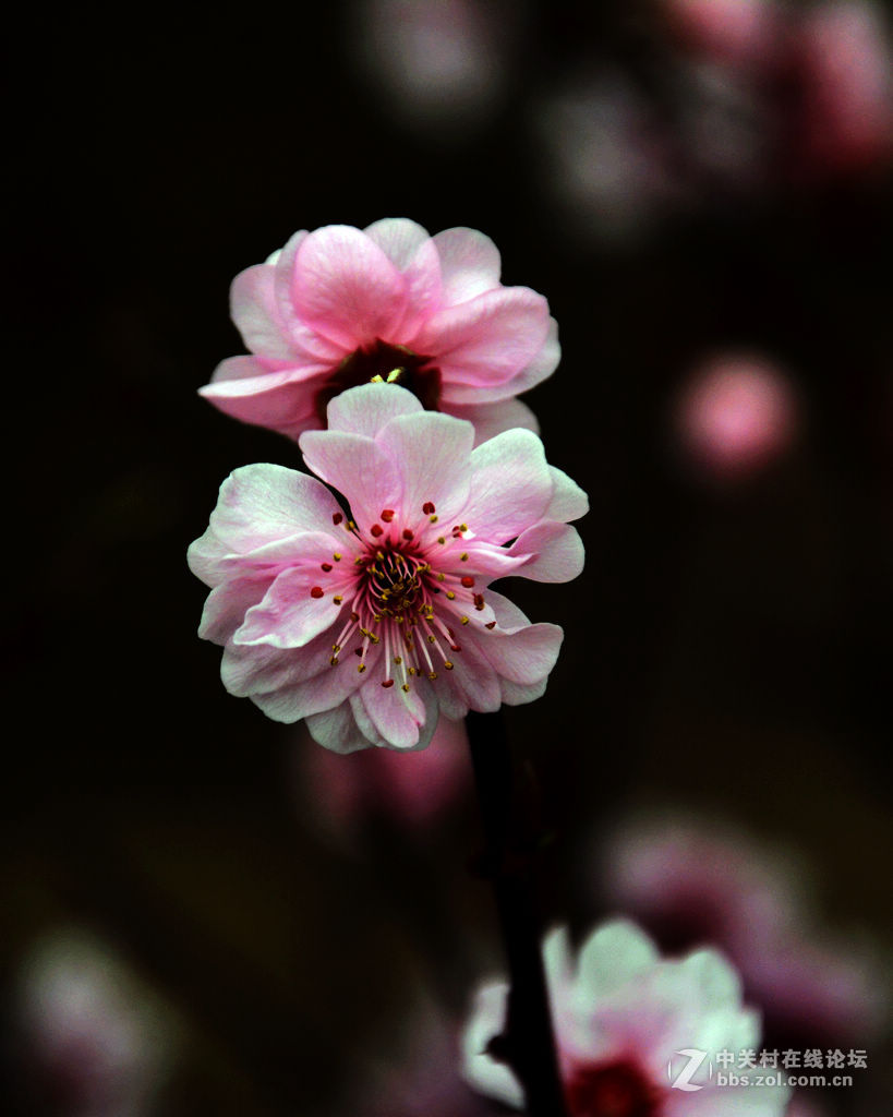 盆栽梅花