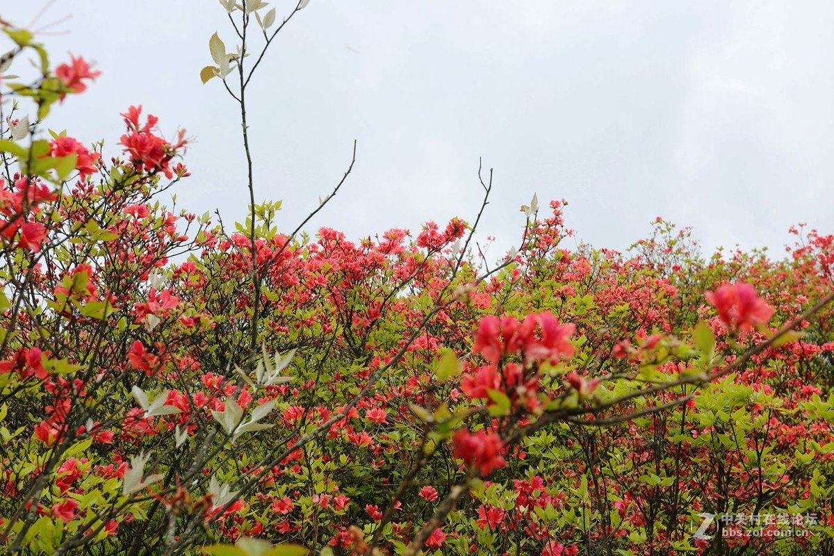 山丹丹开花，红艳艳